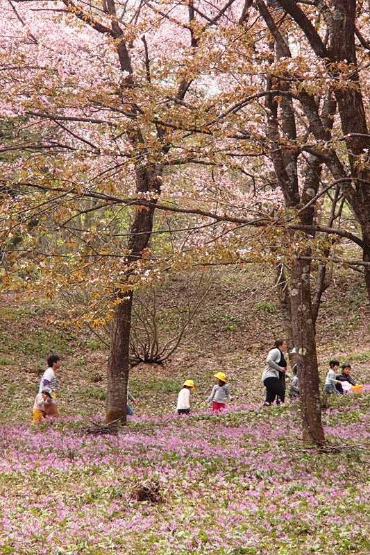 季節の画像　春38