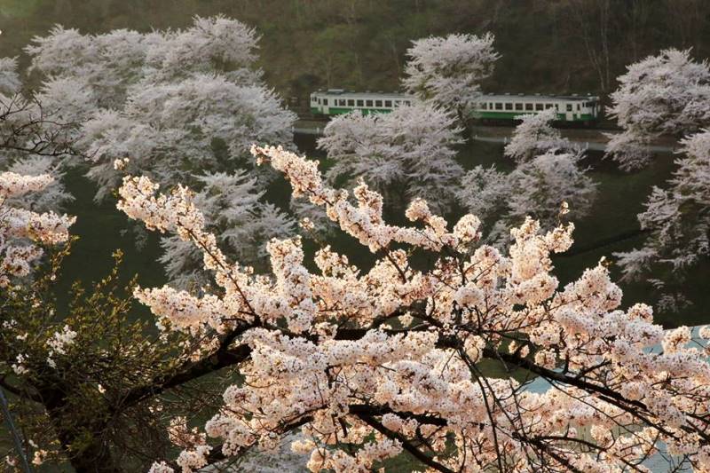 季節の画像　春40