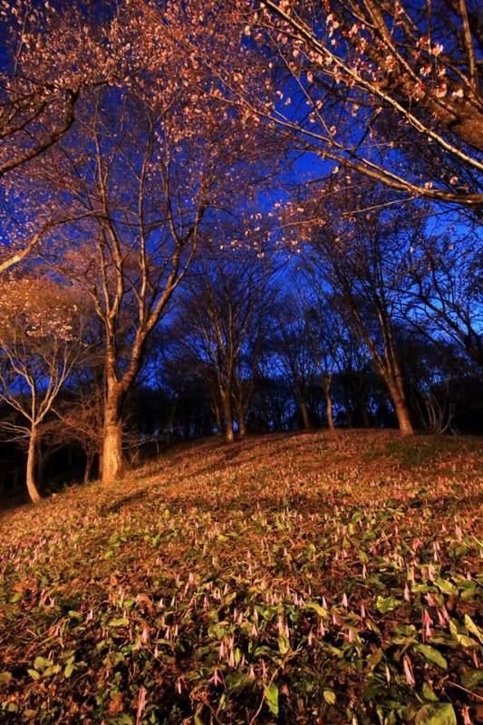 季節の画像　春42
