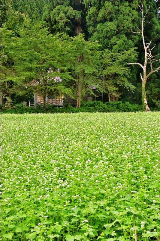 季節の画像　秋18