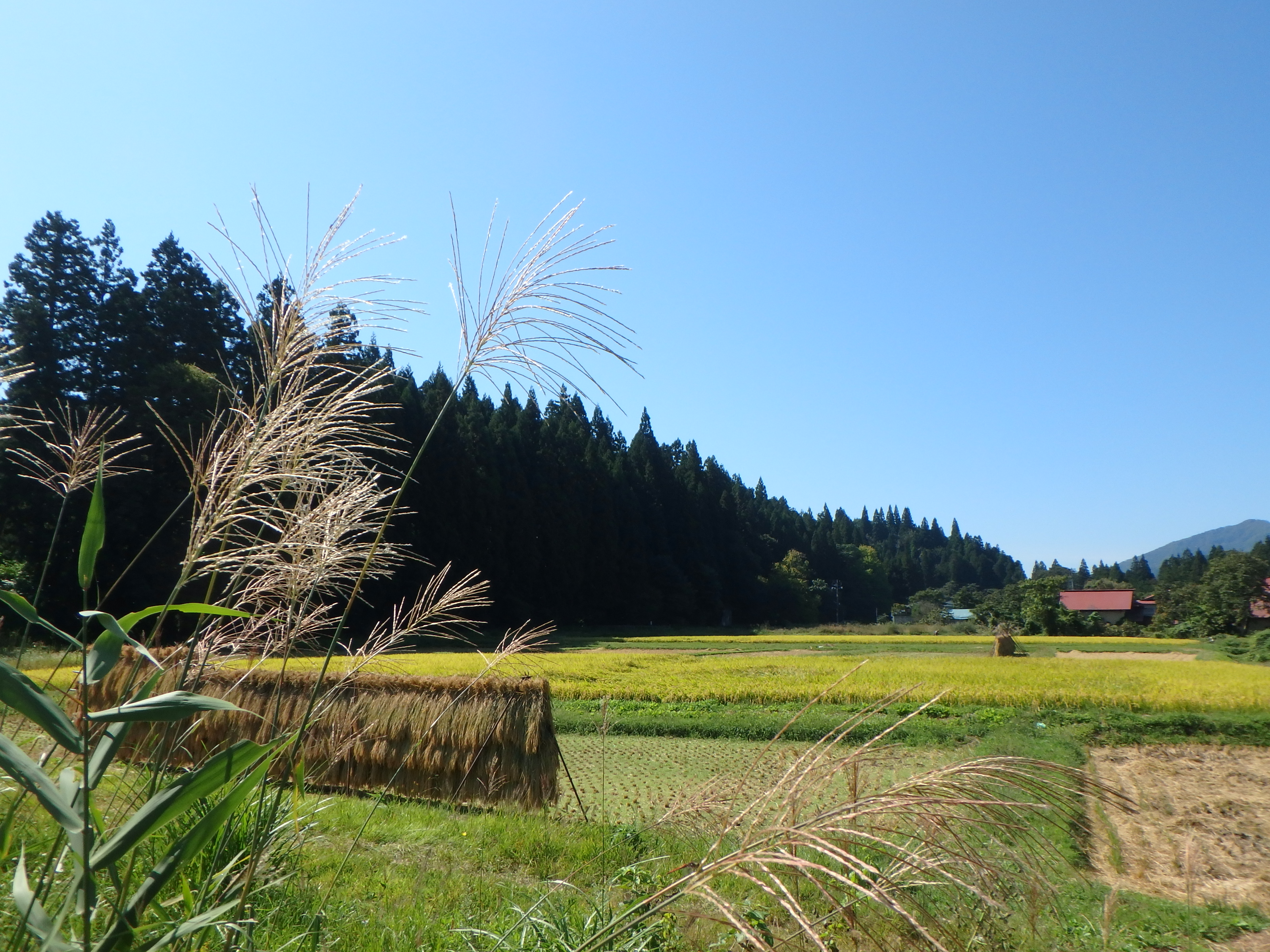 季節の画像　秋40