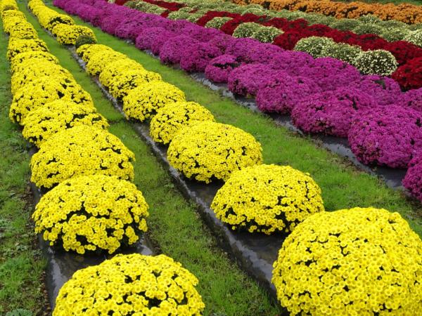 名入ざる匊園の写真5