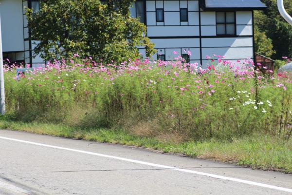 コスモスの写真3
