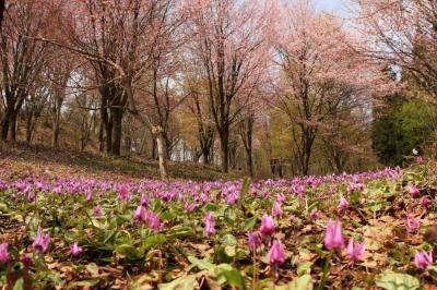 カタクリの花の画像