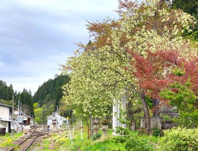 三島神社の御衣黄の画像