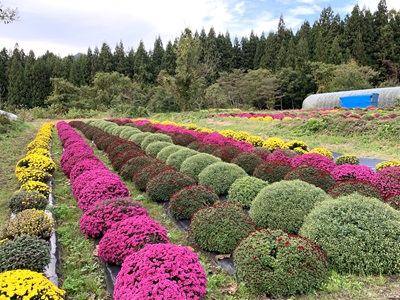 ざる菊1026-02