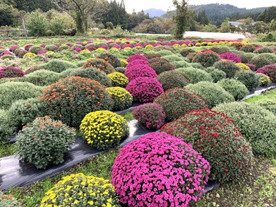 ざる菊園1026-4