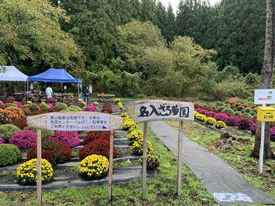 ざる菊1030.01