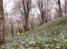 大林ふるさとの山カタクリ群生地の写真