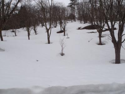 大林ふるさとの山の画像