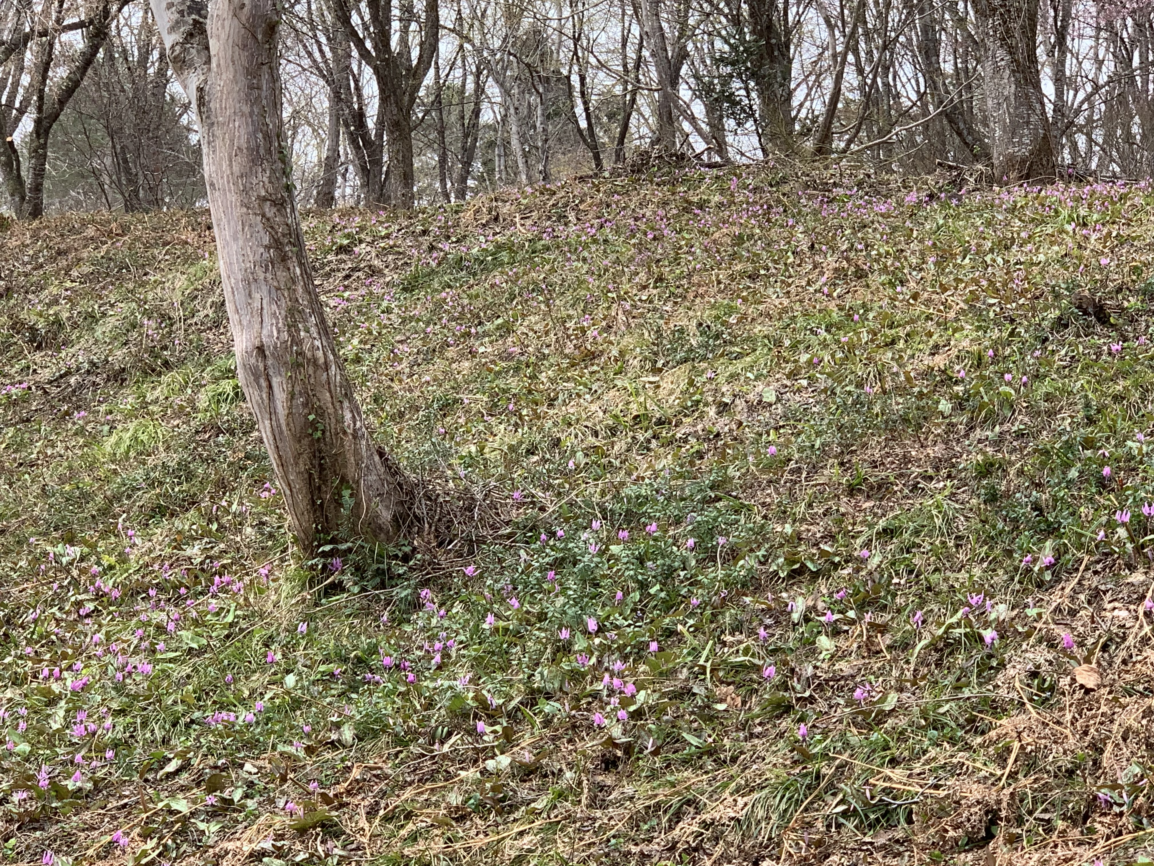 大林カタクリの花の画像