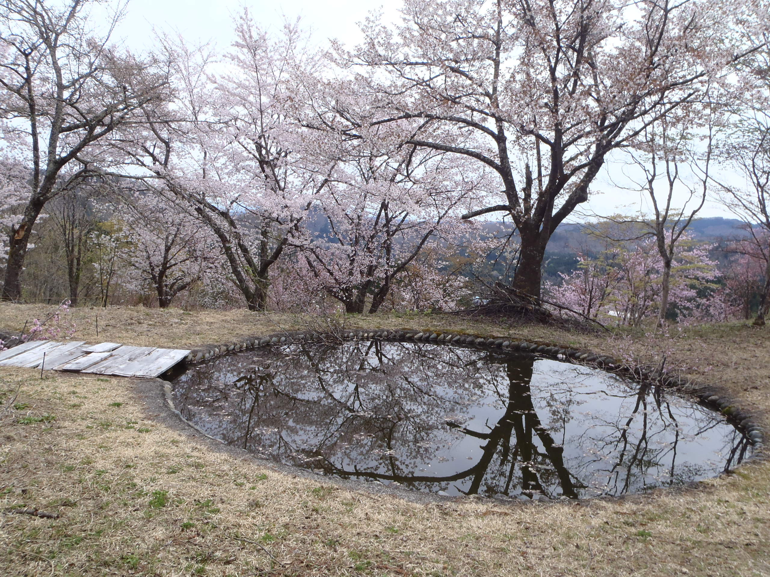 桜の画像1