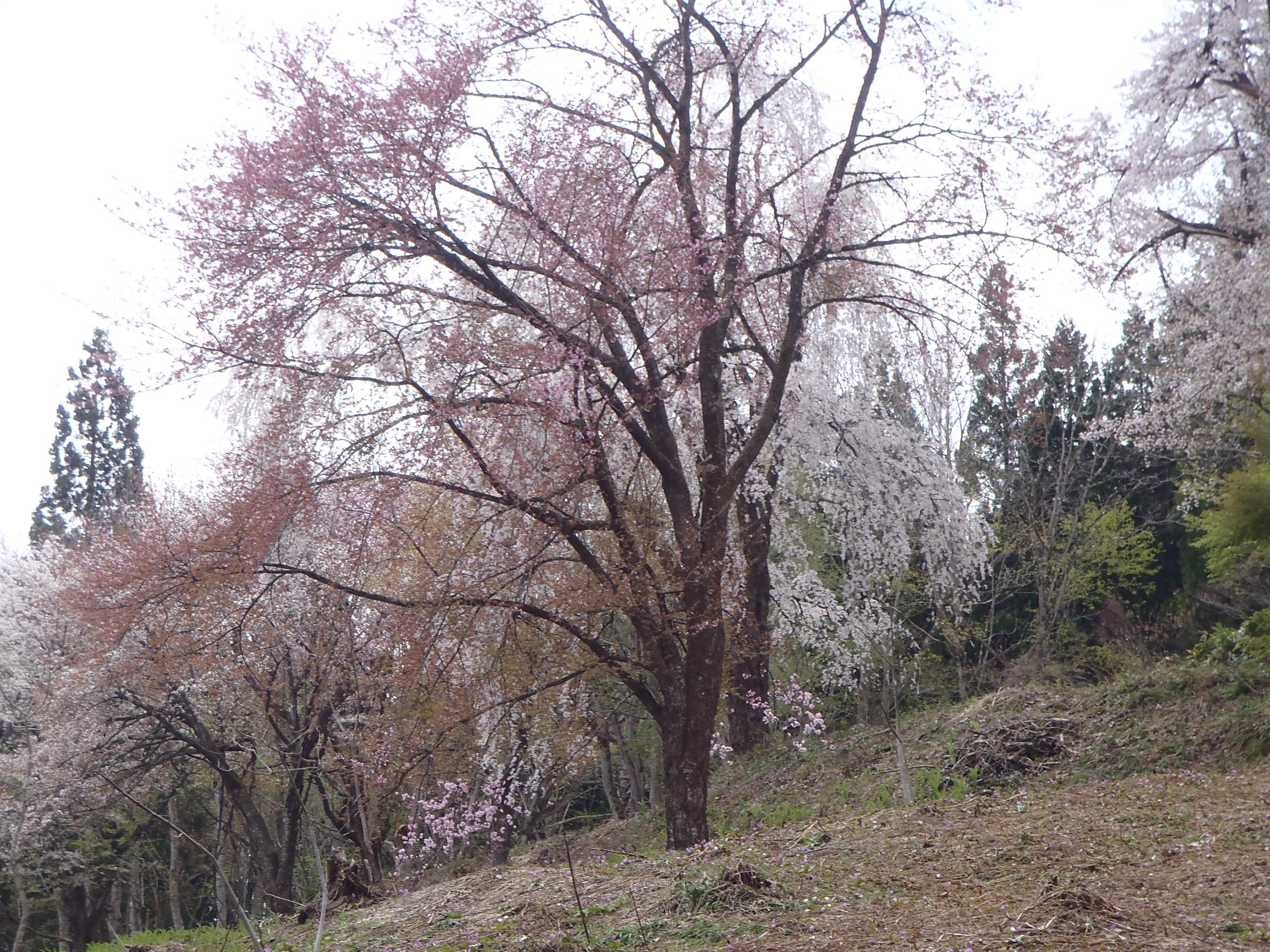 桜の画像2
