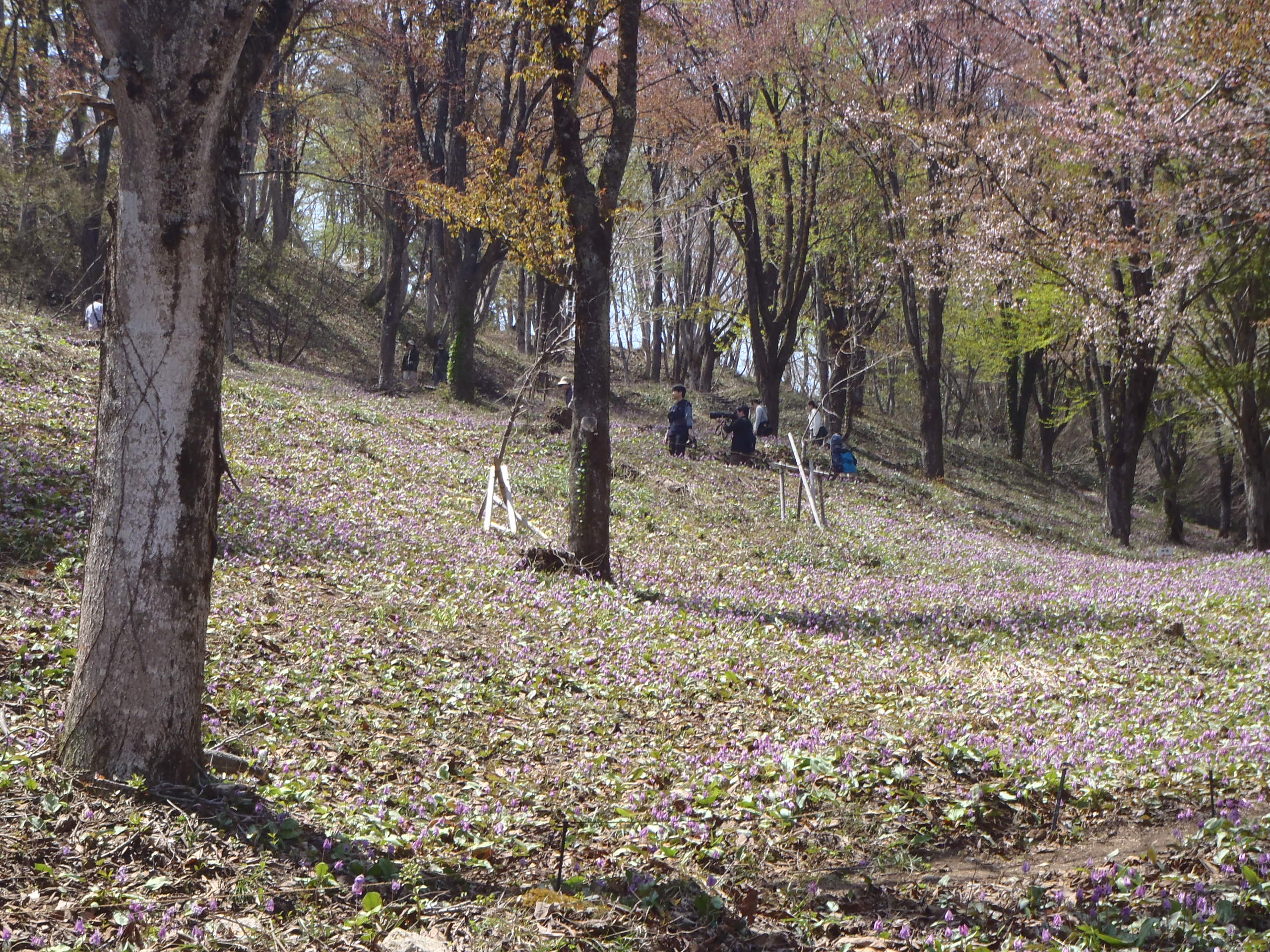 カタクリの花の画像2