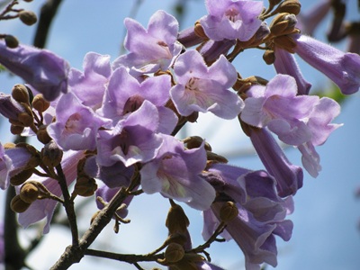 桐の花の画像