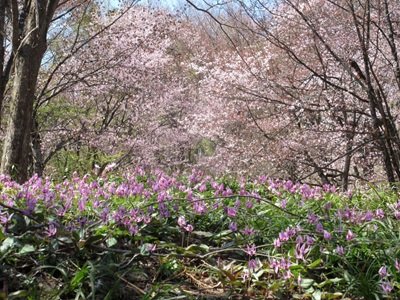 大林公園の画像