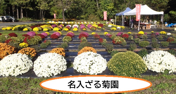 名入ざる菊園の画像