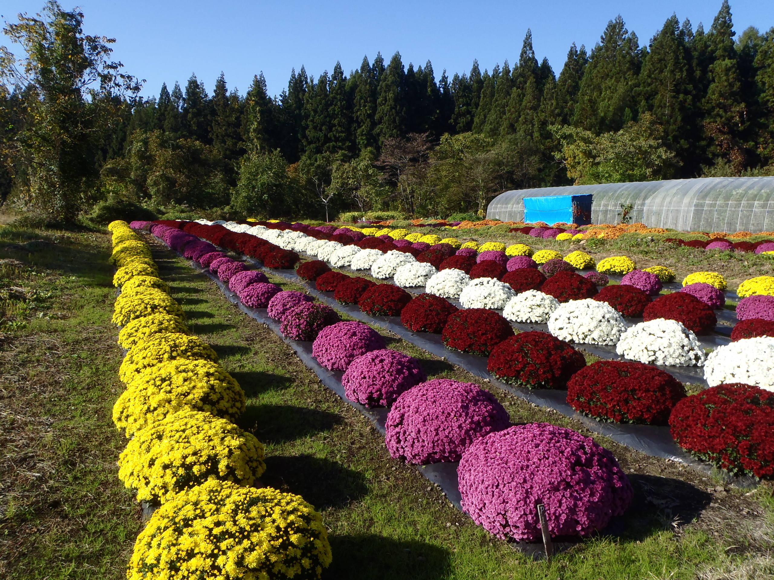 ざる菊園の画像1
