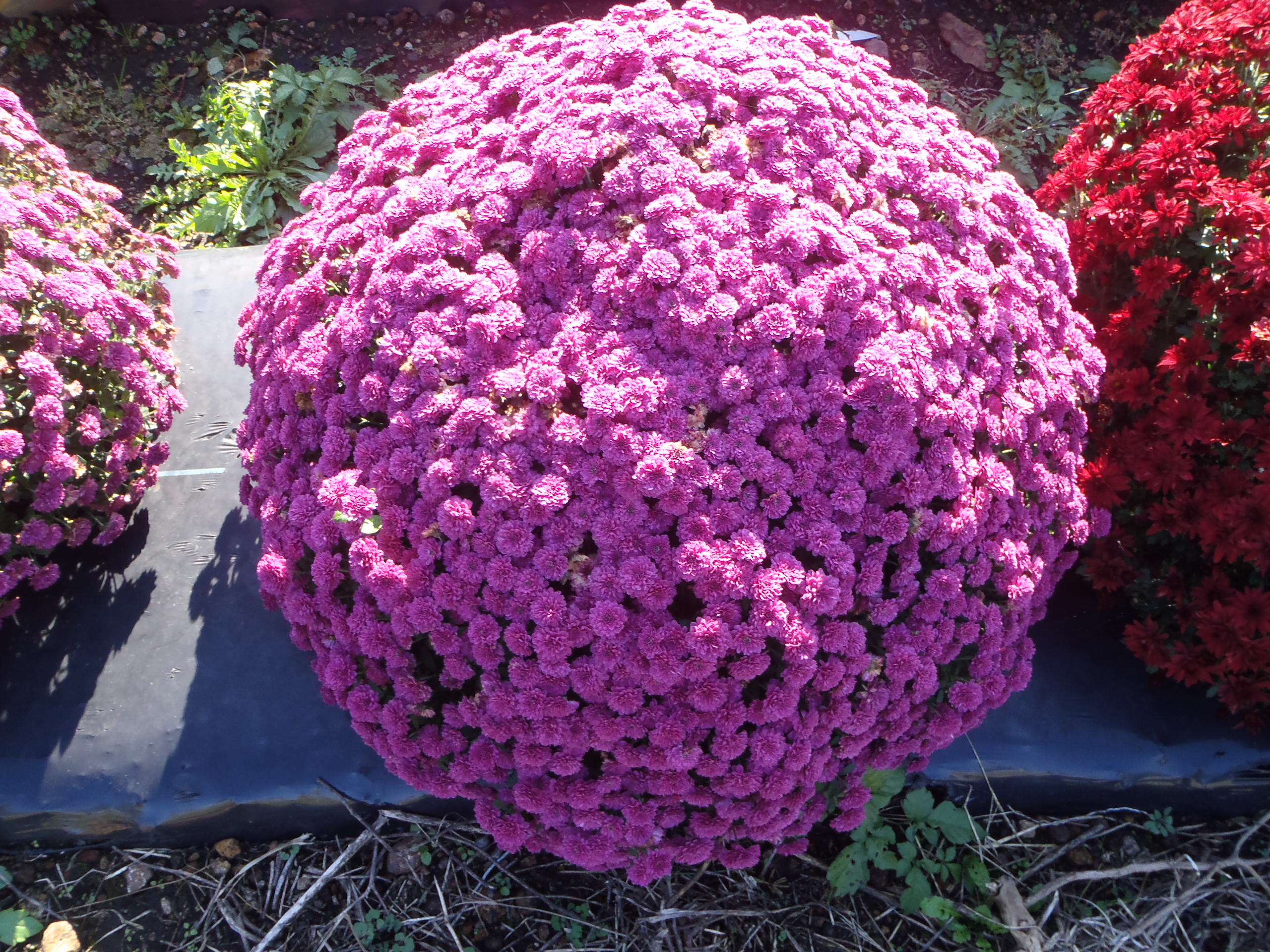 ピンクのざる菊の画像