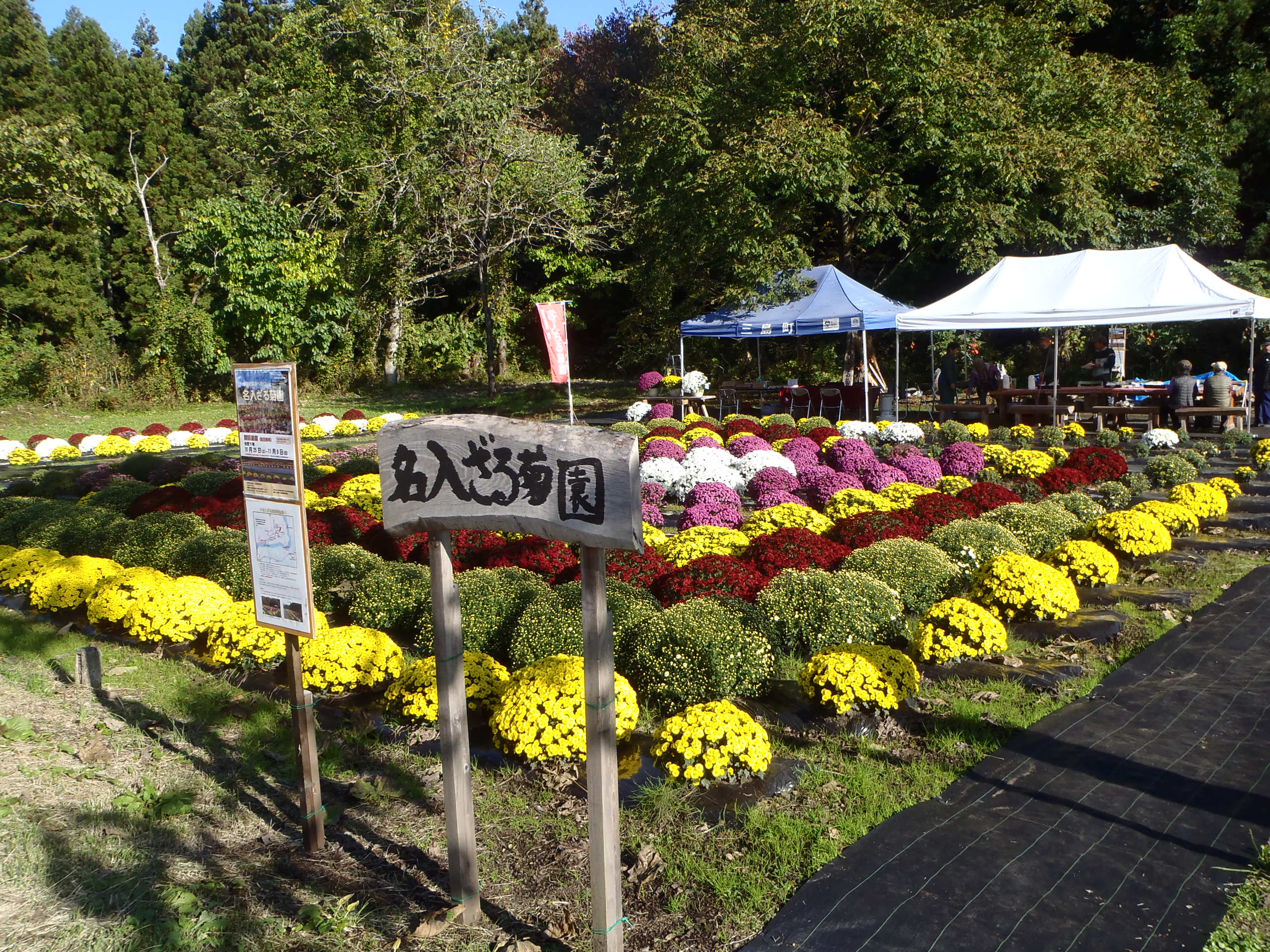 ざる菊園の画像5