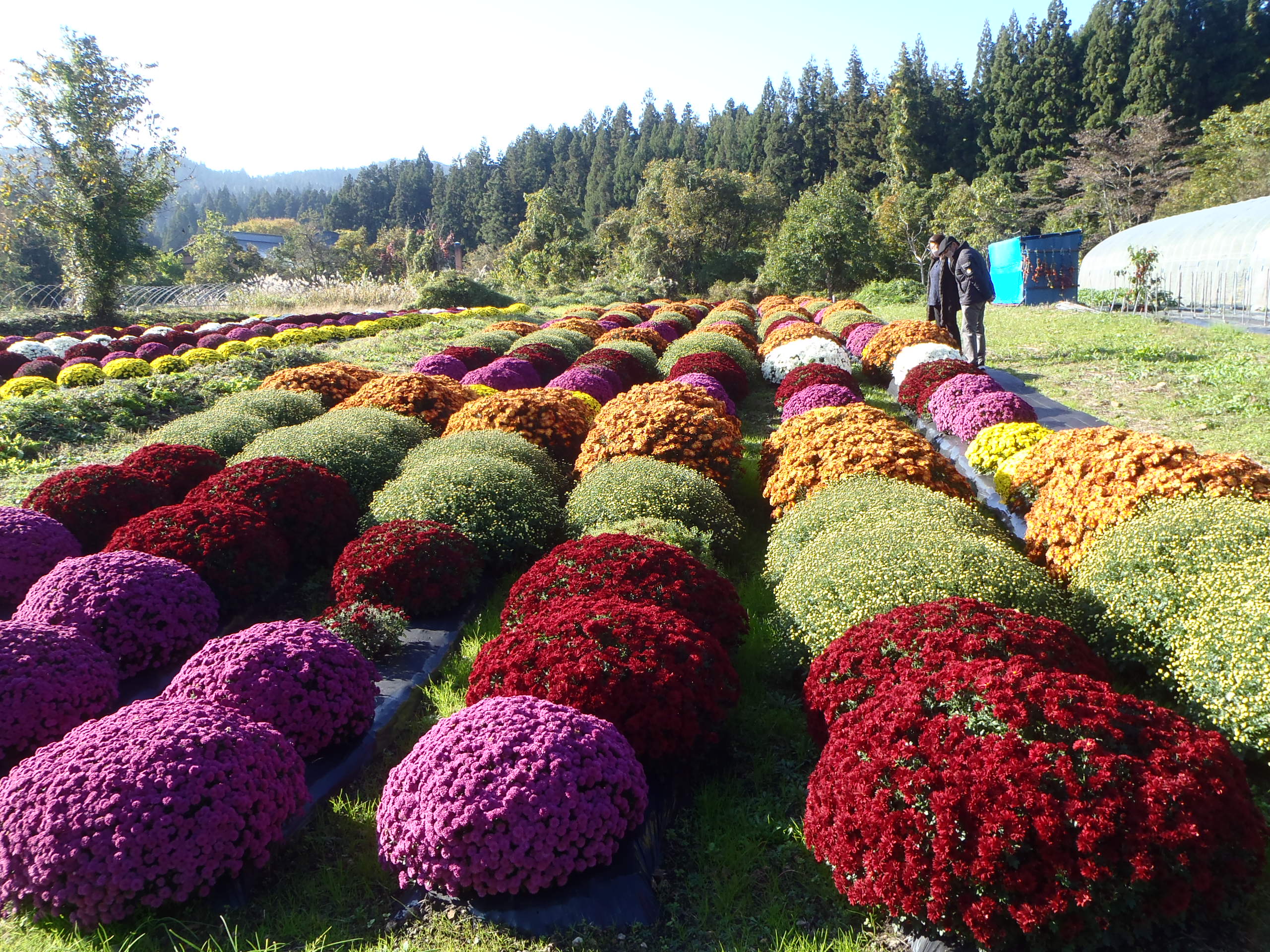 ざる菊園の画像7