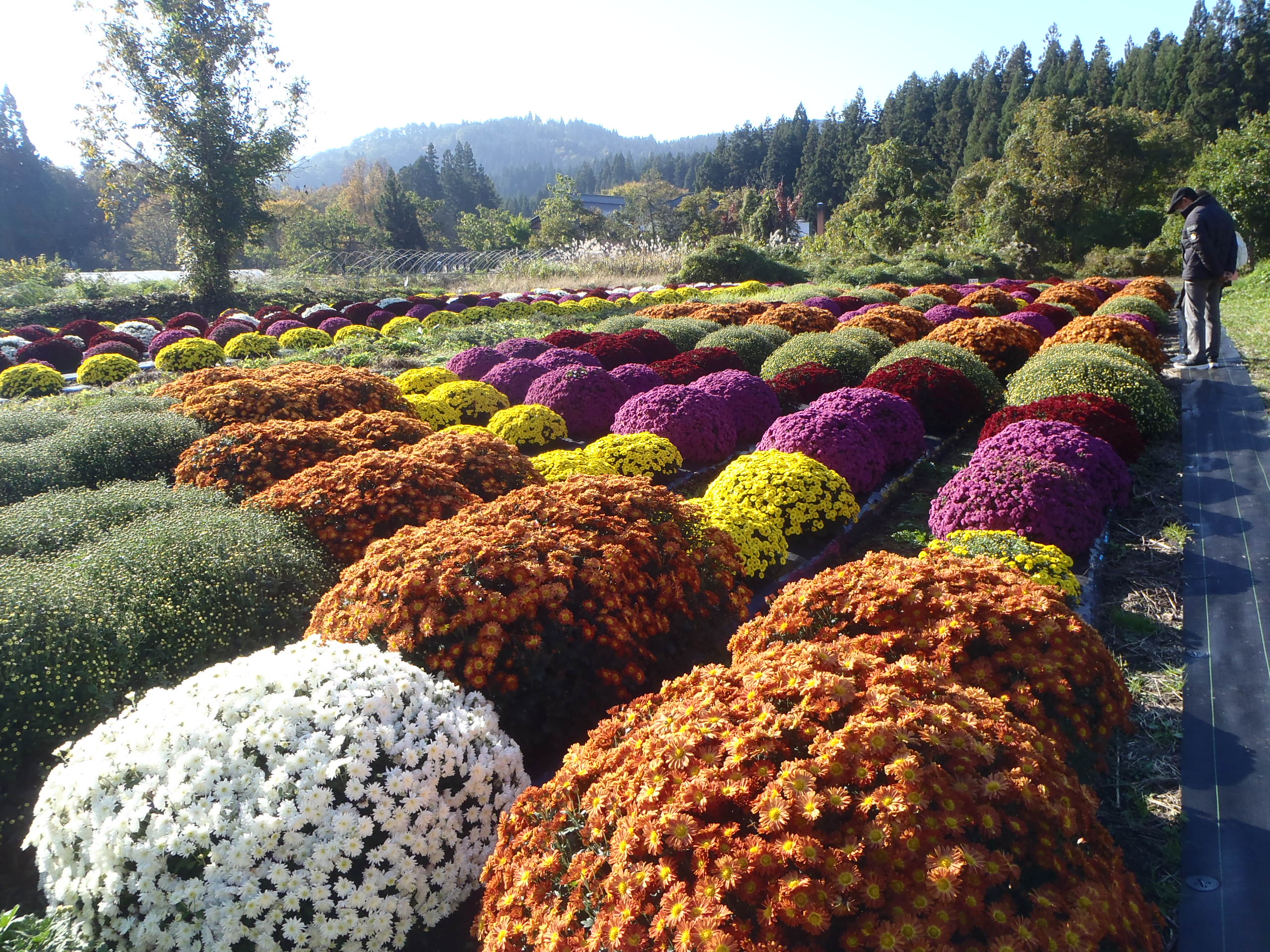 ざる菊園の画像8