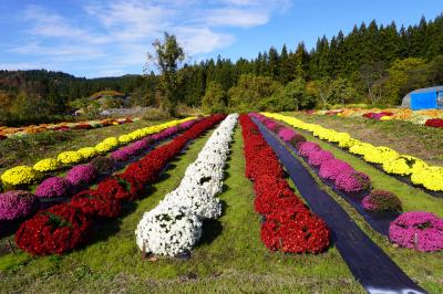 ざる菊園の画像１