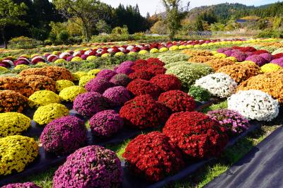 ざる菊園の画像2