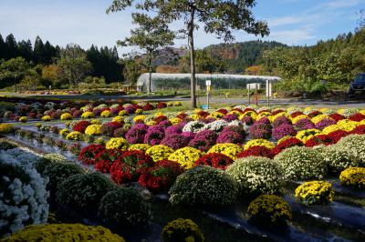 ざる菊園の画像3