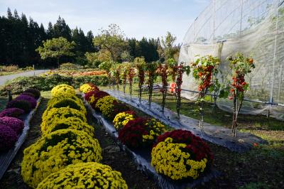 ざる菊園の画像4