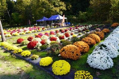 ざる菊園の画像5