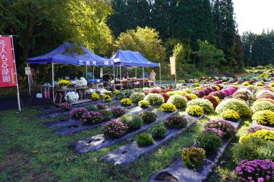 ざる菊園の画像6