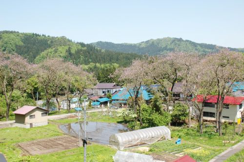 桐の花の景観の画像