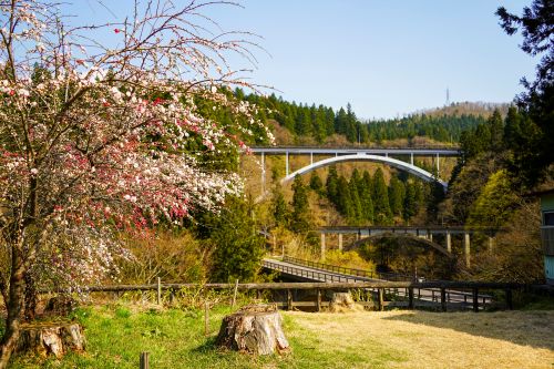 アーチ3兄弟春の画像