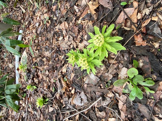 ふきのとうの画像