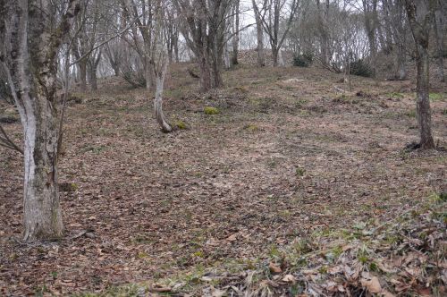 大林ふるさとの山カタクリの画像