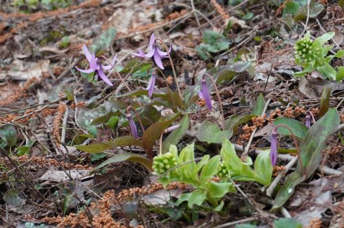 大林ふるさとの山カタクリの画像2