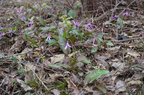 大林ふるさとの山のカタクリの画像2