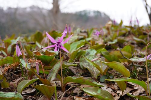 大林ふるさとの山のカタクリの画像3