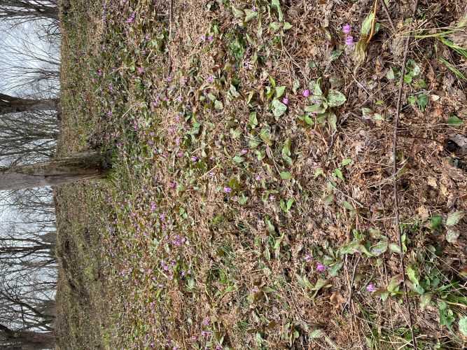 大林ふるさとの山斜面の画像