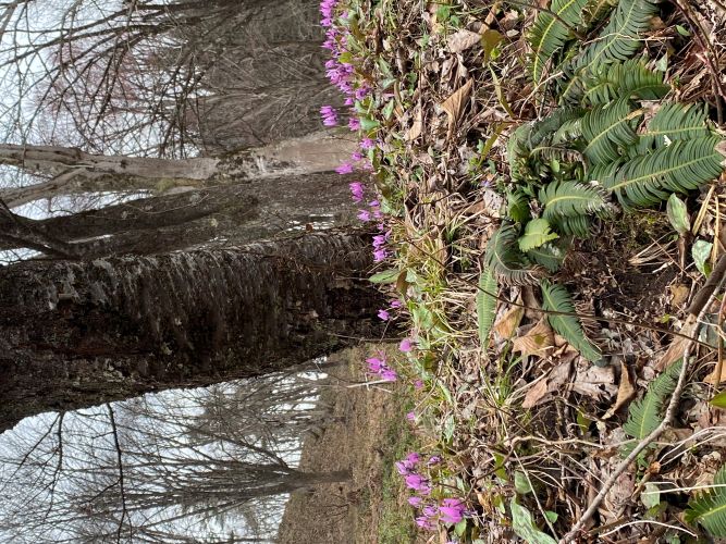 大林ふるさとの山カタクリの画像