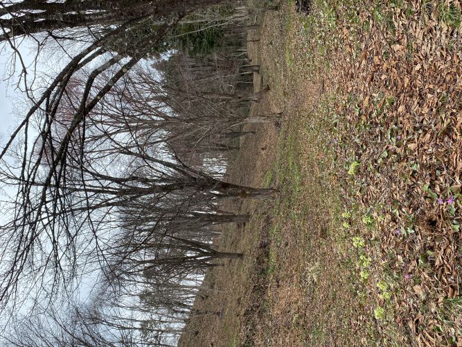 大林ふるさとの斜面の画像2