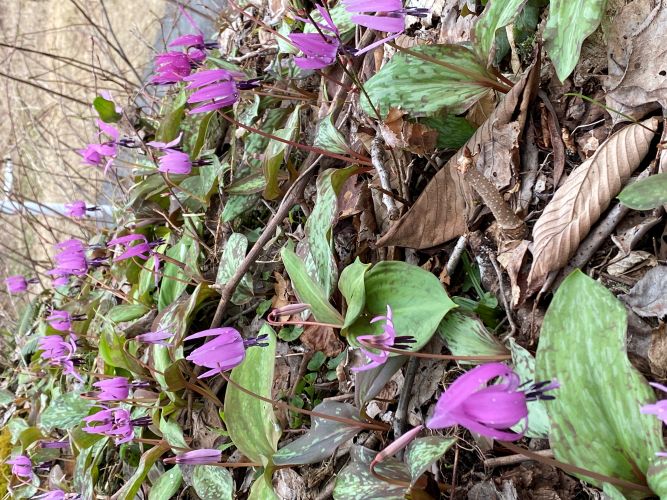 大林ふるさとの山カタクリの画像2