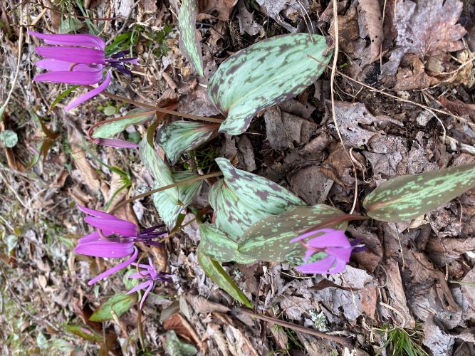 大林ふるさとの山カタクリの画像3