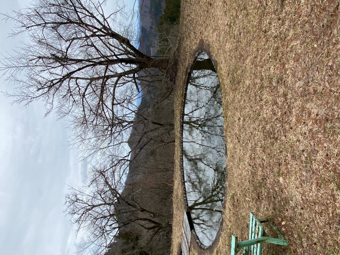 大林ふるさとの山桜の画像