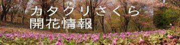 カタクリさくら開花状況バナーの画像