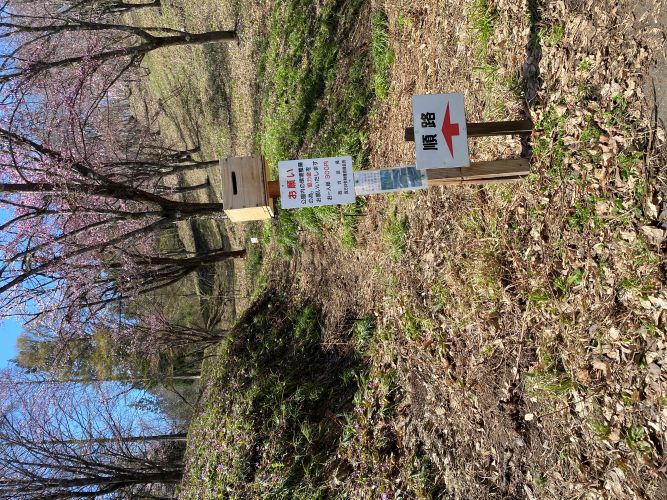 大林カタクリの画像1