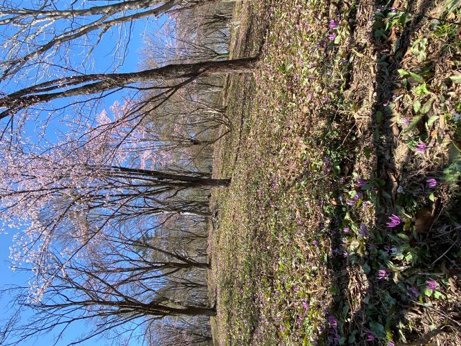 大林カタクリの画像2