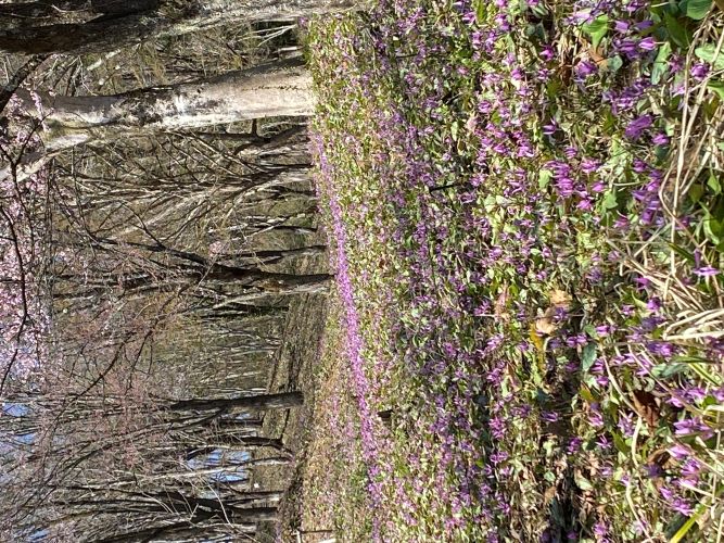 大林カタクリの画像3