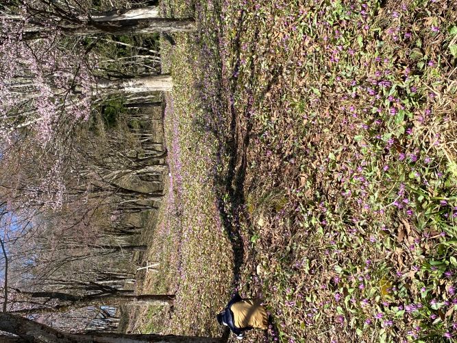 大林カタクリの画像4